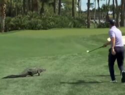 Golfer Billy Hornschel faces a Cayman in full tournament: “I’m not afraid of them”