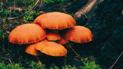 Wild Mushrooms in Tanahun